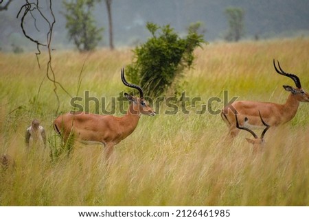 Impala found in the Mikumi National Park of Tanzania