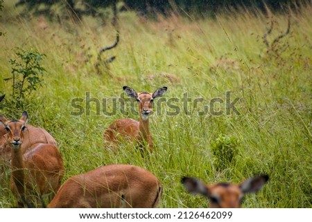 Impala found in the Mikumi National Park of Tanzania