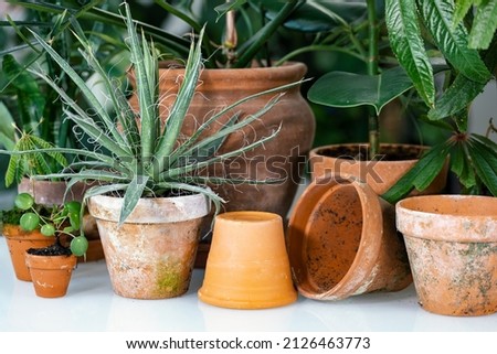 Terracotta flower pots. Plant pots in different shapes. Concept for houseplant, plants container and dirty pots. Royalty-Free Stock Photo #2126463773