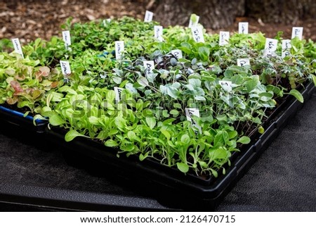 Variety of fresh, organically grown vegetable seedlings growing in seed starting trays in a home garden. Includes letttuce, broccoli, cabbage, kale, swiss chard and tat soi Royalty-Free Stock Photo #2126470715