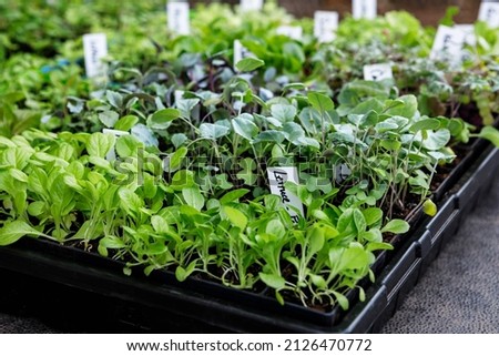 Lettuce and other vegetable seedlings growing in seed starting trays in a home garden Royalty-Free Stock Photo #2126470772