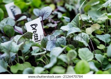 Broccoli and other vegetable seedlings growing in seed starting trays in a home garden Royalty-Free Stock Photo #2126470784