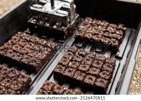 Small sized soil blocks and soil blocking tool for sowing and germinating seeds without seed starting containers Royalty-Free Stock Photo #2126470811