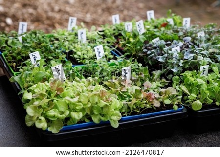 Variety of fresh, organically grown vegetable seedlings growing in seed starting trays in a home garden. Includes letttuce, broccoli, cabbage, kale, swiss chard and tat soi Royalty-Free Stock Photo #2126470817