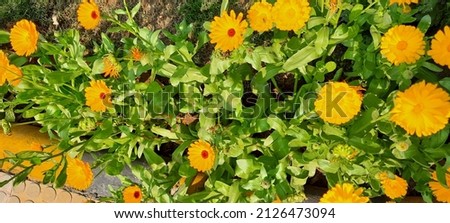 Calendula is a genus of about 15–20 species of annual and perennial herbaceous plants in the daisy family Asteraceae that are often known as marigolds.