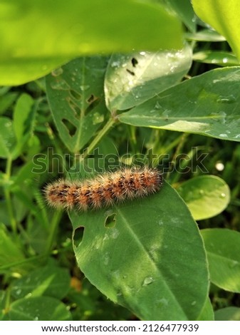 A caterpillar eating peanut leaves
