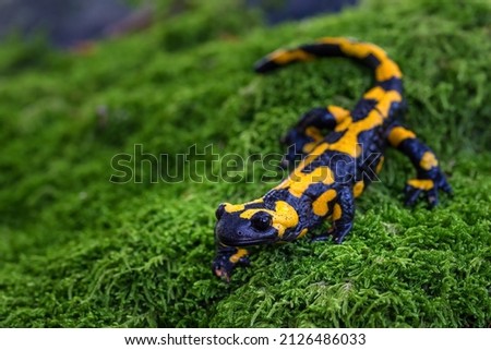 Salamandra salamandra is a common species of salamander found in Europe
