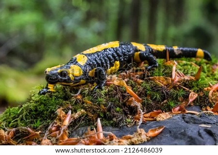 Salamandra salamandra is a common species of salamander found in Europe