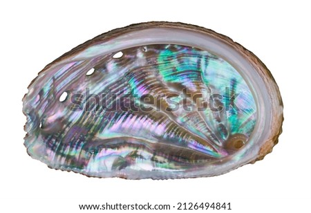 Beautiful ear shaped abalone shell isolated on a white background. Haliotis. Closeup of pastel nacre in wavy marine gastropod mollusk seashell with small holes. Shiny pearl surface in sea snail conch. Royalty-Free Stock Photo #2126494841