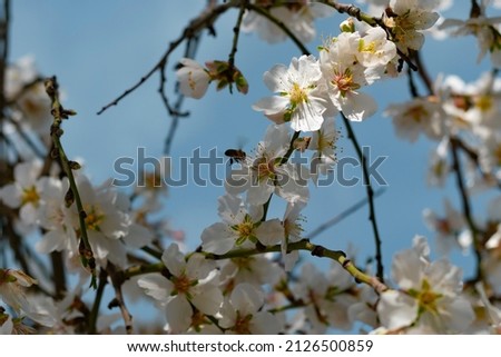 Almonds blossom. The bee collects nectar and pollinates flowering trees. Selective focus. Blurred.