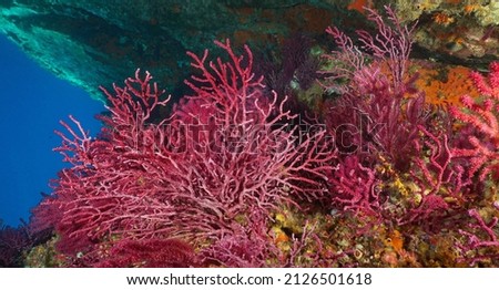 Red gorgonian soft coral (Paramuricea clavata) underwater in the Mediterranean sea, Costa Brava, Spain Royalty-Free Stock Photo #2126501618