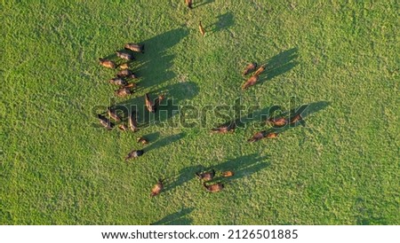 AERIAL, TOP DOWN: Idyllic drone shot of a herd of horses scattered across golden-lit countryside. Flying over adult horses and foals grazing in the green rural landscape on a sunny summer afternoon.