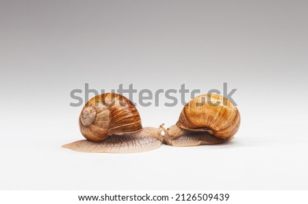 two snails met face to face on a white background