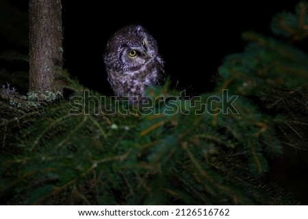 The boreal owl or Tengmalm's owl (Aegolius funereus) is a small owl