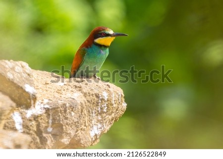 The European bee-eater Merops apiaster is a near passerine bird in the bee-eater family, Meropidae