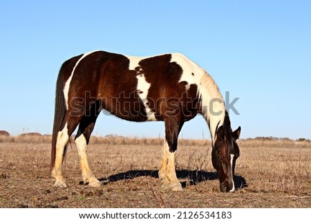 A full body pictures of an Tennessee Walking Horse grazing a field.