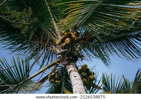 coconut palm with fruit in an elite golf club on a tropical island in the Dominican Republic
