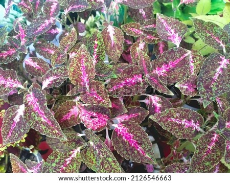 The top view of the beautiful a group Coleus flower is growing on soil surface texture occurs in the natural regency park 