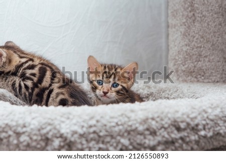 Young cute bengal cat sitting on a soft cat's shelf of a cat's house indoors.