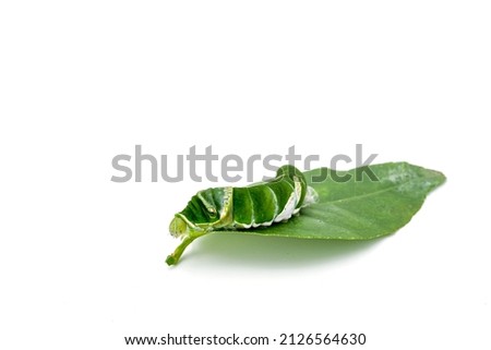 Beautiful green caterpillar crawling lemon leaf on white background.