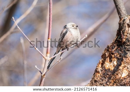 European long-tailed tit, latin name Aegithalos caudatus. A bird sitting on a branch in a deciduous forest. Bird watching in early spring in March. Cool background behind the object.
