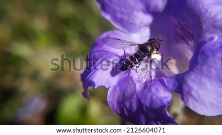 Small fly nactoring on big purple flower
Hover flies, also called flower flies or syrphid flies, make up the insect family Syrphidae.