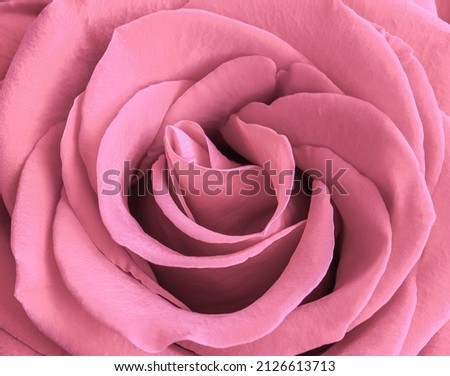 Pale pink rose flower petals. Macro flowers background for holiday brand design. Soft focus