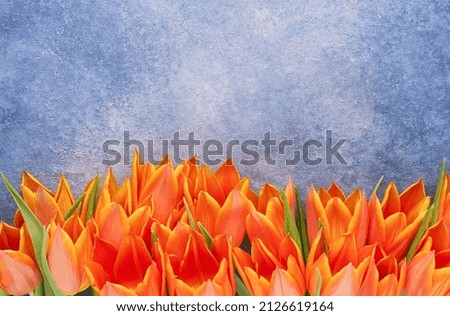 Orange tulips border on a blue concrete background. Mothers Day, Valentines Day, birthday concept