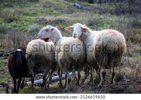 Flock of sheep at the pasture. Four ruminant mammal animal with thick woolly coat at graze. Lamb and ewe farm. Two look at the camera. Royalty-Free Stock Photo #2126619650
