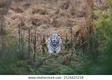 White tiger resting in the meadow