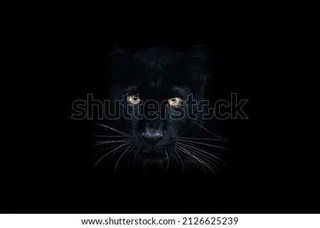 Black panther with a black background Royalty-Free Stock Photo #2126625239
