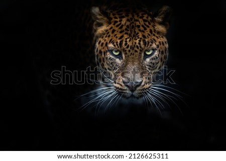 Leopard with a black background