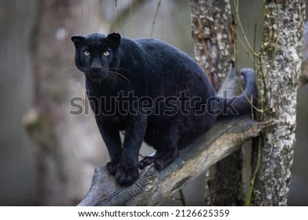 Black panther sitting on a tree
