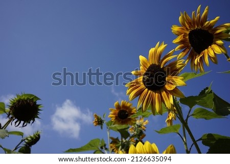 Large sunflower field with beautiful flowers and blue sky.
