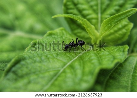 ants, small black insects on green leaves, in Indonesia better known as fire ants are often found in tropical forest areas