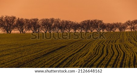 Agricultural plantation during sunset in spring. A row of trees at the skyline. Banner size photo.