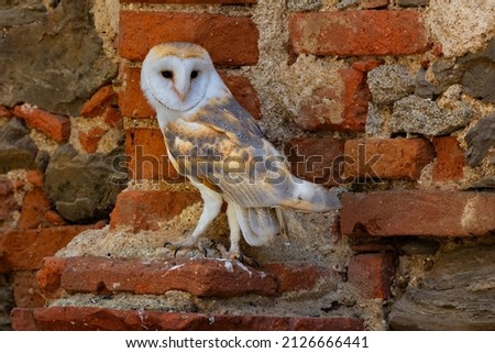 The barn owl - Tyto alba - is the most widely distributed species of owl in the world
