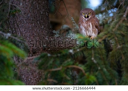 The Eurasian pygmy owl - is the smallest owl in Europe