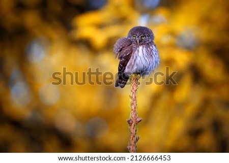 The Eurasian pygmy owl is the smallest owl in Europe