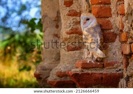 The barn owl - Tyto alba - is the most widely distributed species of owl in the world