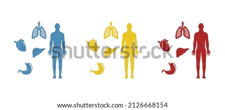 image of the human body and its organs, vector illustration