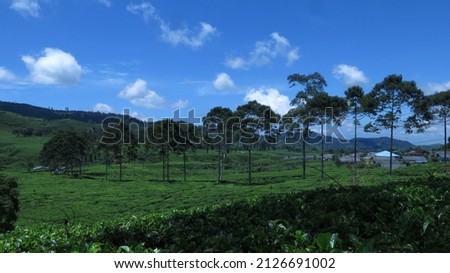 Tea plantation hills and blue sky