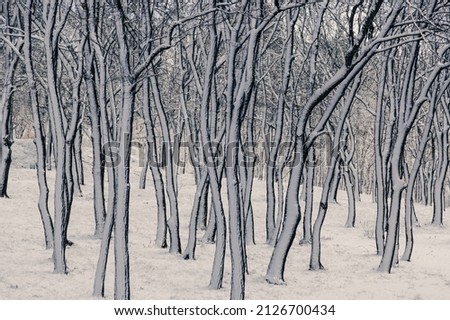 tree trunks in white snow.