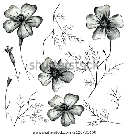 Set of Black and White Hand Drawn Marigold Flower Isolated on White Background.