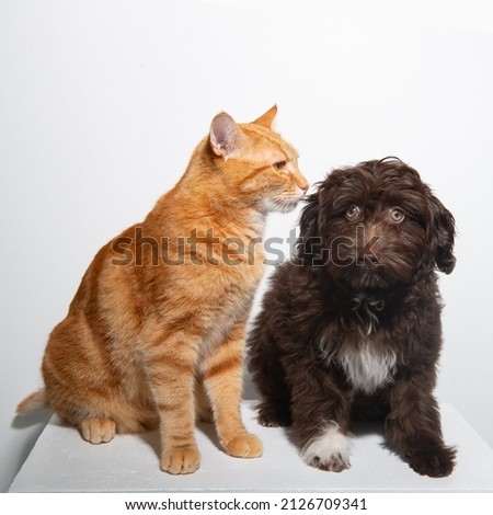 Cute brown curly puppy Maltipu and young red tabby kitty sitting together at studio over white background. Friendship of dog and cat