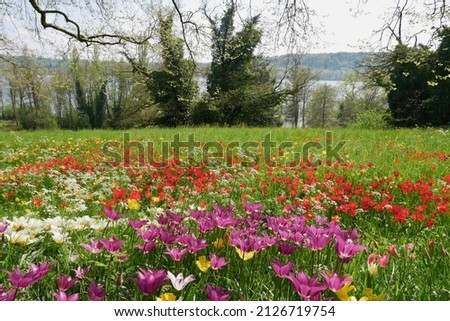 Park with trees and colorful tulips blooming in spring. High quality photo