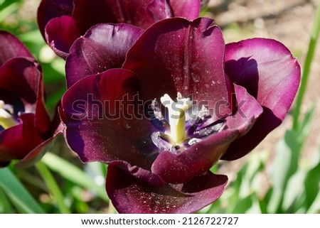 Close up of purple tulip blooming in spring. High quality photo