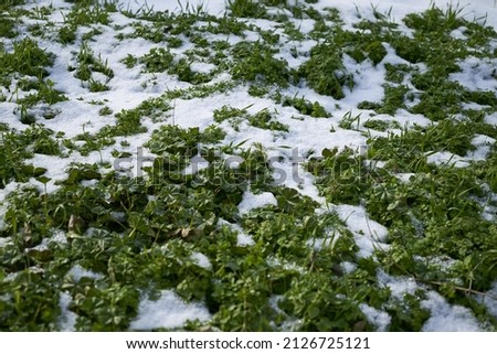 green grass peeking out from under the snow background backdrop. High quality photo
