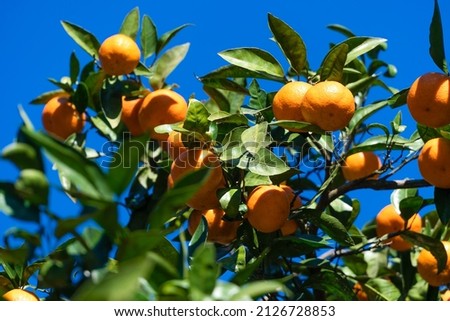 Ripe bright tangerines on a tree against a blue sky on a sunny day with copy space. Beautiful citrus natural background