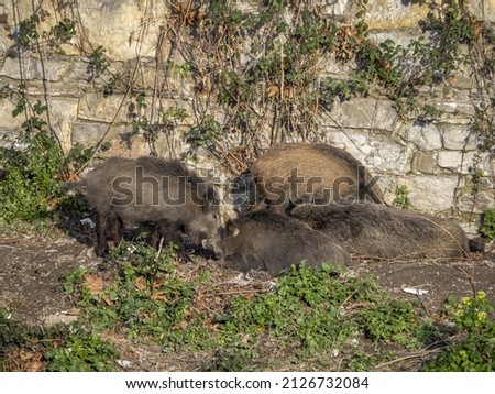 swine fever wild boar in Genoa town Bisagno river Italy urban wildlife